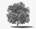 Ореховое дерево 3D модель