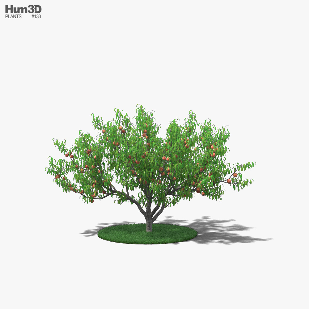복숭아 나무 3D 모델 