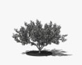Árvore de pêssego Modelo 3d