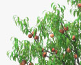 Персикове дерево 3D модель