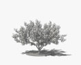 Персикове дерево 3D модель