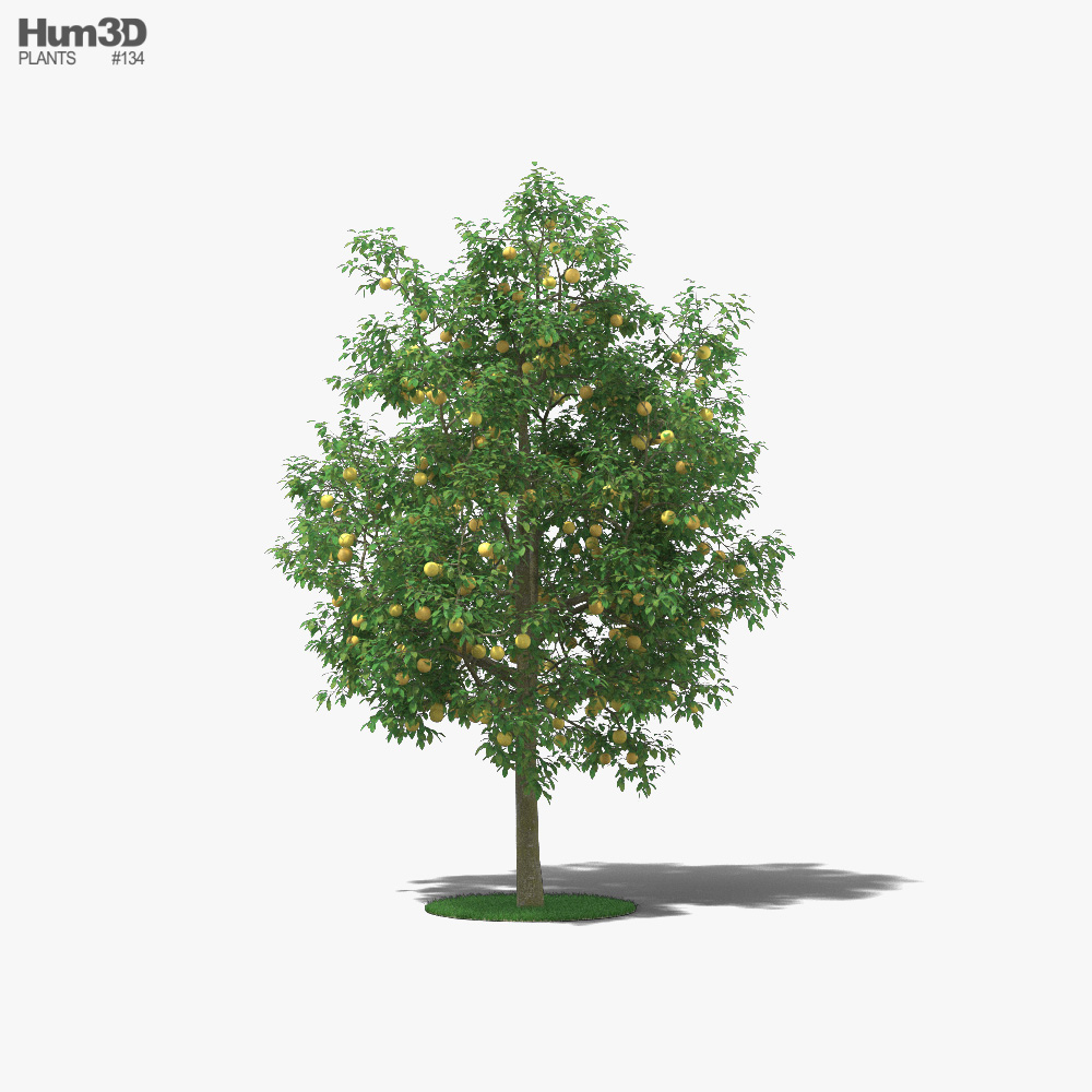 Грейпфрутове дерево 3D модель