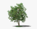 자몽 나무 3D 모델 