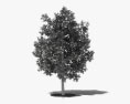 Árvore de toranja Modelo 3d