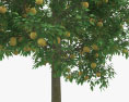 葡萄柚树 3D模型