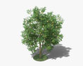 자몽 나무 3D 모델 