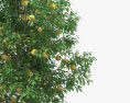 Грейпфрутовое дерево 3D модель