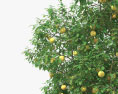 Грейпфрутове дерево 3D модель