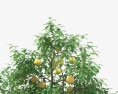 葡萄柚树 3D模型