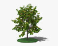 Абрикосовое дерево 3D модель