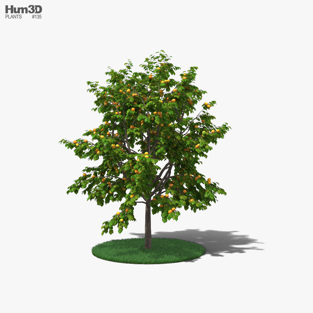 살구나무 3D 모델 