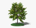 Aprikosenbaum 3D-Modell