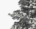 Абрикосове дерево 3D модель