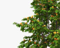 杏树 3D模型