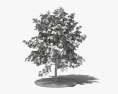 살구나무 3D 모델 