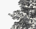 Árvore de damasco Modelo 3d