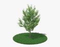 Грушевое дерево 3D модель