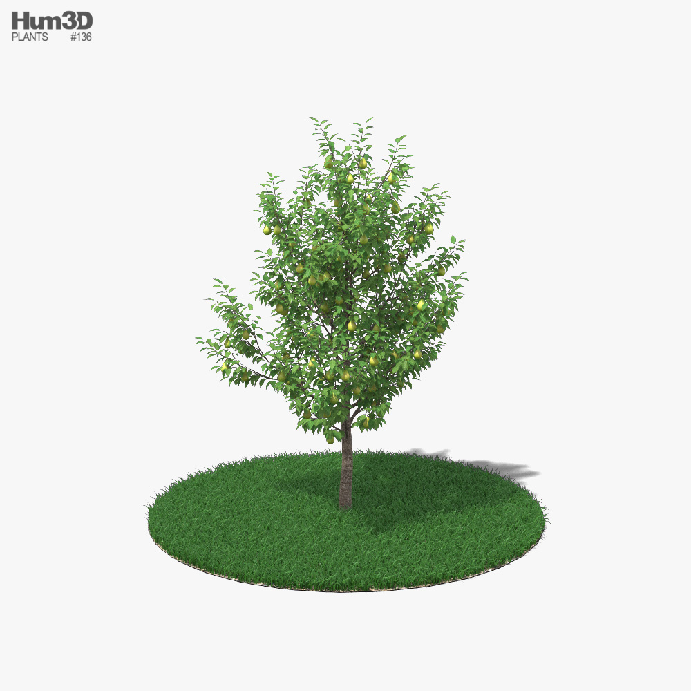 Грушевое дерево 3D модель