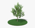 Poirier arbre Modèle 3d