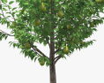 Poirier arbre Modèle 3d