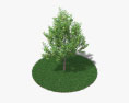 서양배나무 3D 모델 