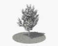 서양배나무 3D 모델 