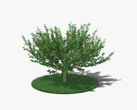 Hazelnut Tree 3D model