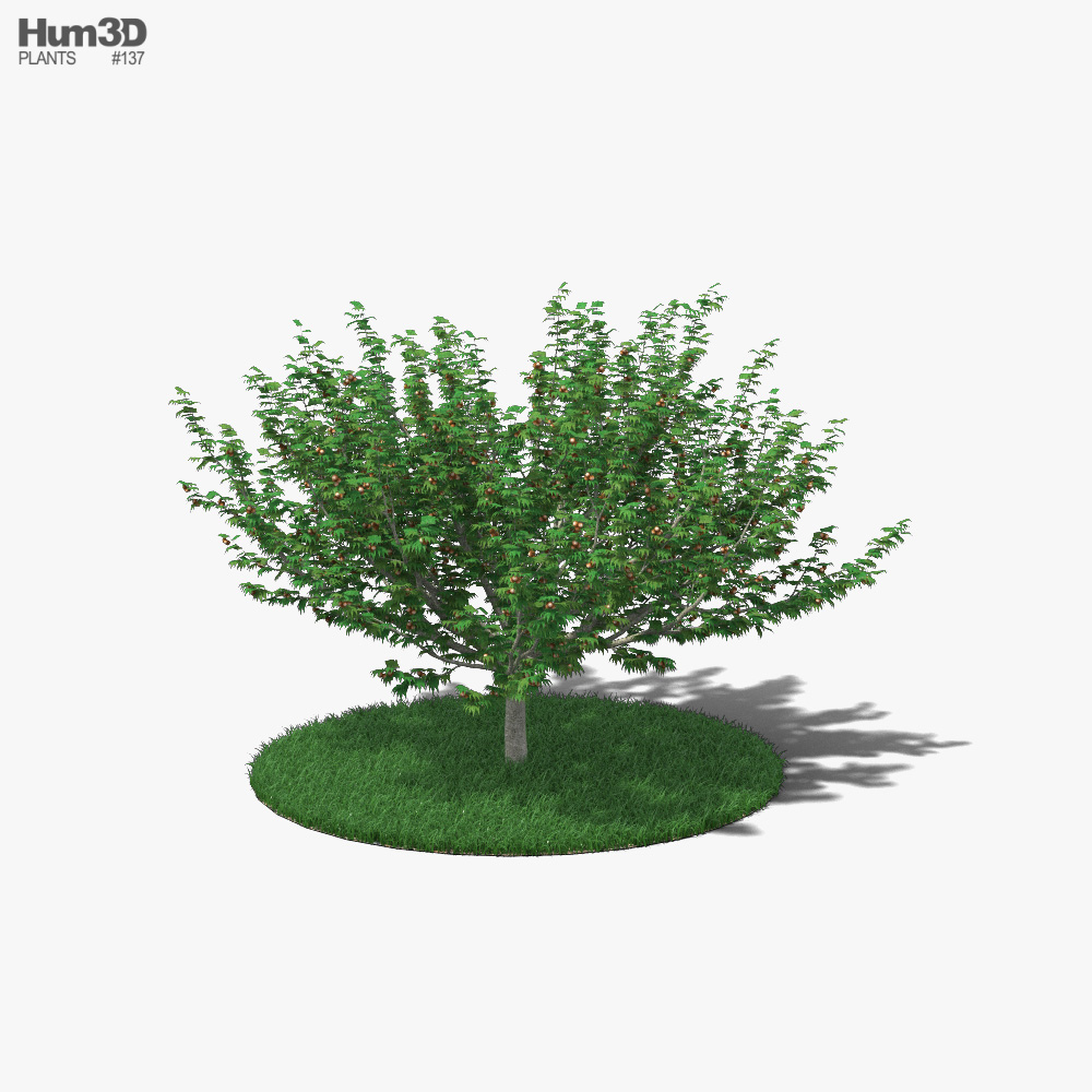 헤이즐넛 나무 3D 모델 