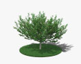Árbol de avellana Modelo 3D