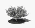 榛子树 3D模型