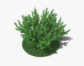 榛子树 3D模型
