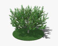 Árbol de avellana Modelo 3D