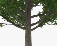 椴树属 3D模型