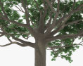 セイバの木 3Dモデル