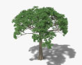 セイバの木 3Dモデル