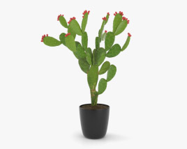 Nopal Cactus 3D model