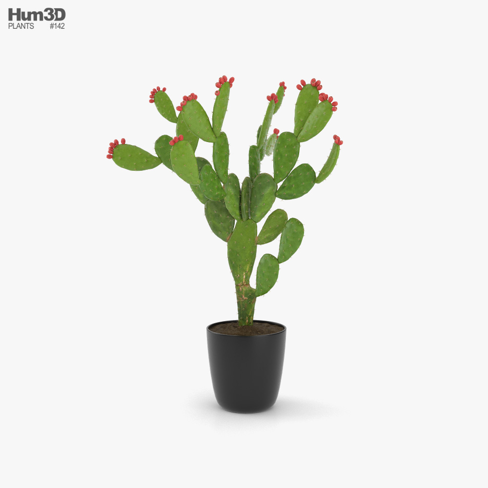 Nopal Cactus 3D model
