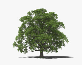English Oak Tree 3D model