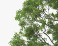 영어 오크 나무 3D 모델 