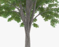 느티나무 3D 모델 