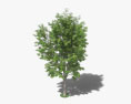 느티나무 3D 모델 
