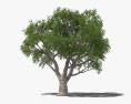 코르크나무 3D 모델 