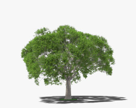 Дерево Гуанакасте 3D модель