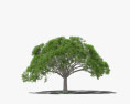 Guanacaste arbre Modèle 3d