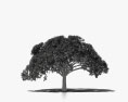 구아나카스테 나무 3D 모델 