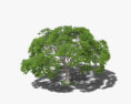 Гуанакасте дерево 3D модель