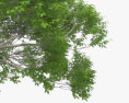 구아나카스테 나무 3D 모델 