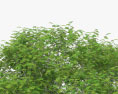 Árvore Guanacaste Modelo 3d