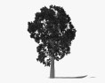 Árbol de Platanus Modelo 3D