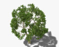 Árbol de Platanus Modelo 3D